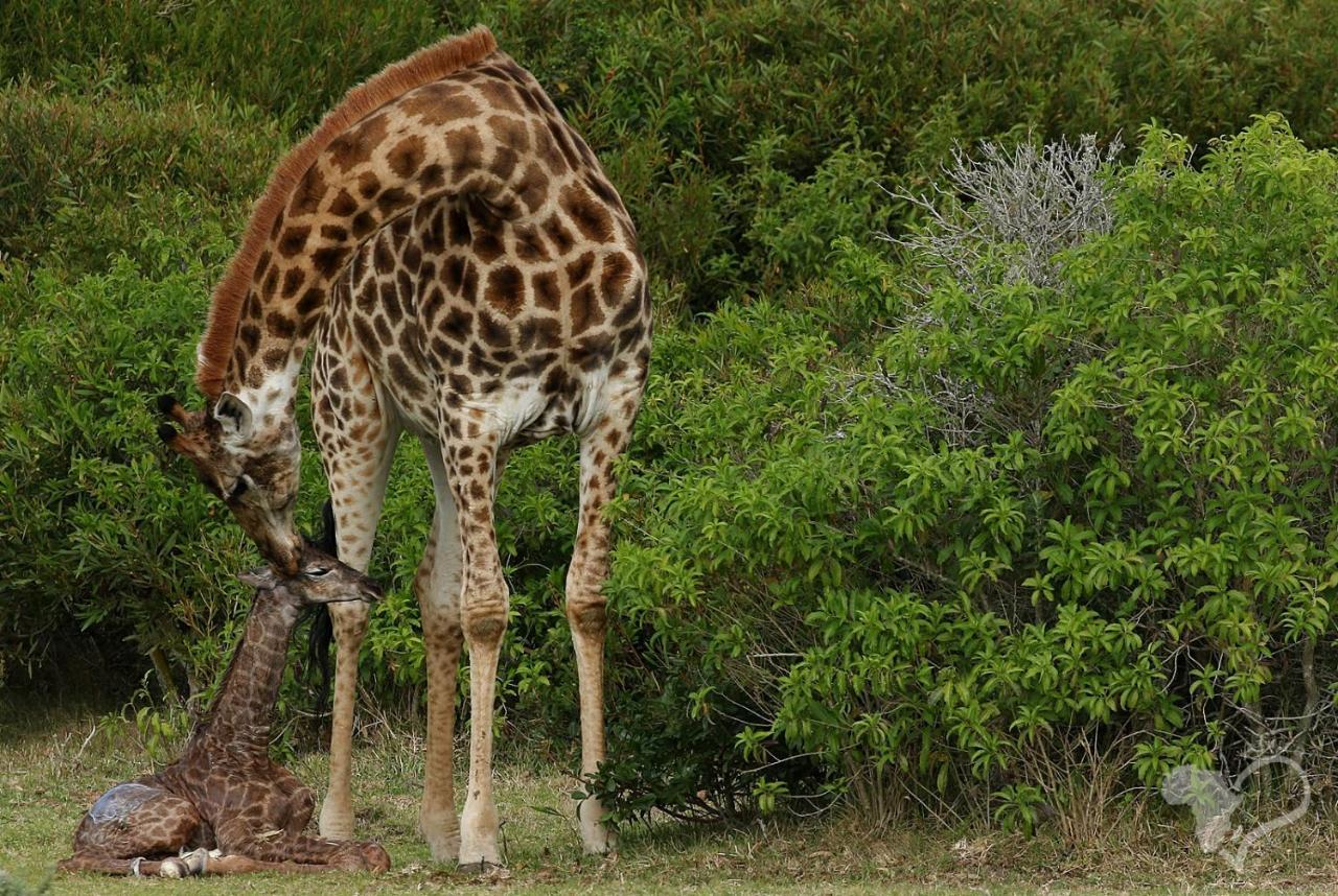 Villa Kragga Kamma Game Park Port Elizabeth Exterior foto