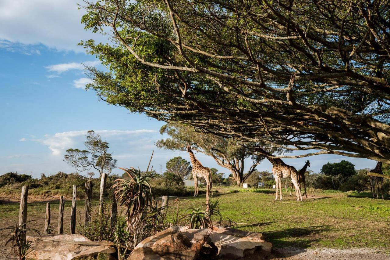 Villa Kragga Kamma Game Park Port Elizabeth Exterior foto